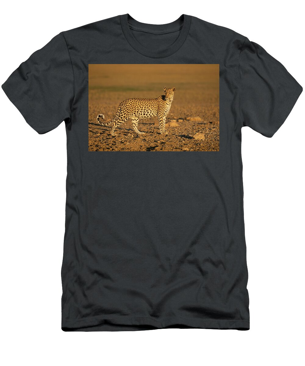 1 Leopard Female Kgalagadi Transfrontier Park South Ann Steve Toon Natureplcom T-Shirt