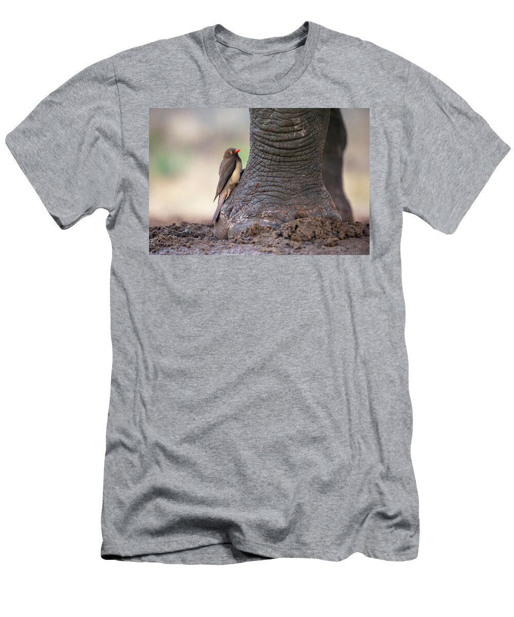 1 Red Billed Oxpecker Perched on Foot of White Rhinoceros Ann Steve Toon Natureplcom T-Shirt
