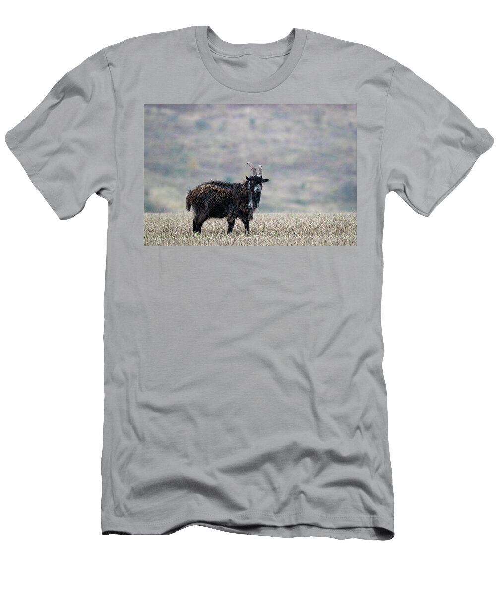 1 Wild Goat on Stubble Field Cheviot Hills Northumberland Ann Steve Toon Natureplcom T-Shirt