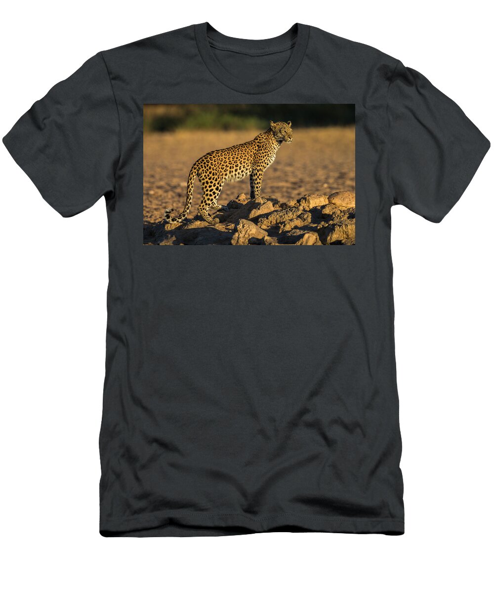 2 Leopard Female Kgalagadi Transfrontier Park South Ann Steve Toon Natureplcom T-Shirt