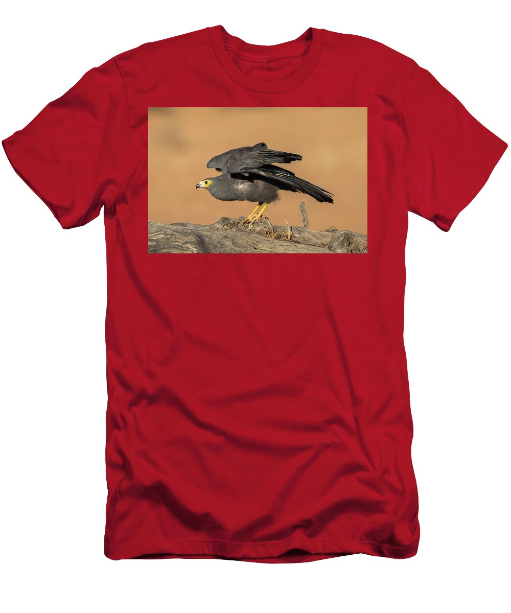 African Harrier Hawk Kgalagadi Transfrontier Park South Ann Steve Toon Natureplcom T-Shirt