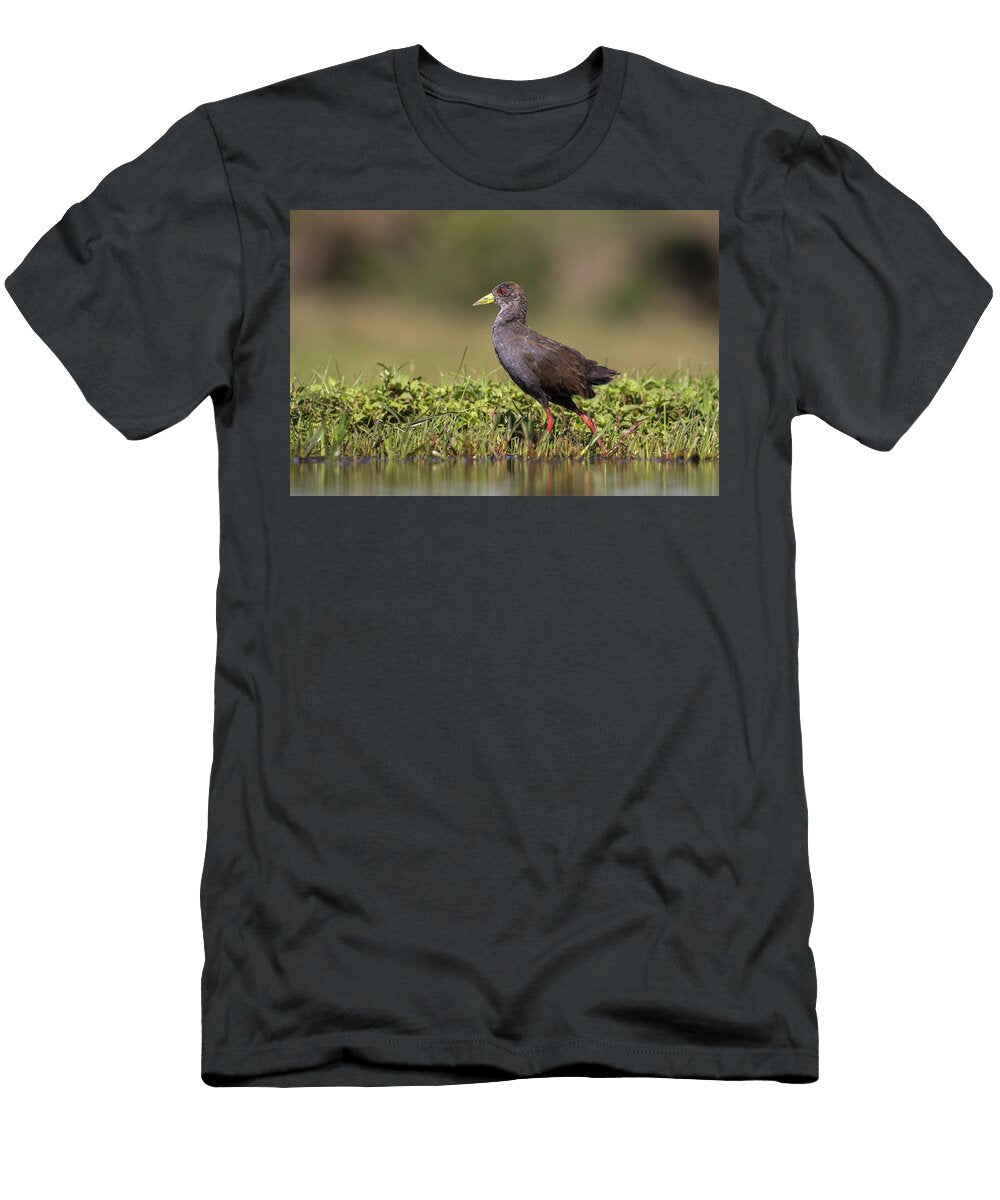 Black Crake Immature Zimanga Private Game Reserve Ann Steve Toon Natureplcom T-Shirt