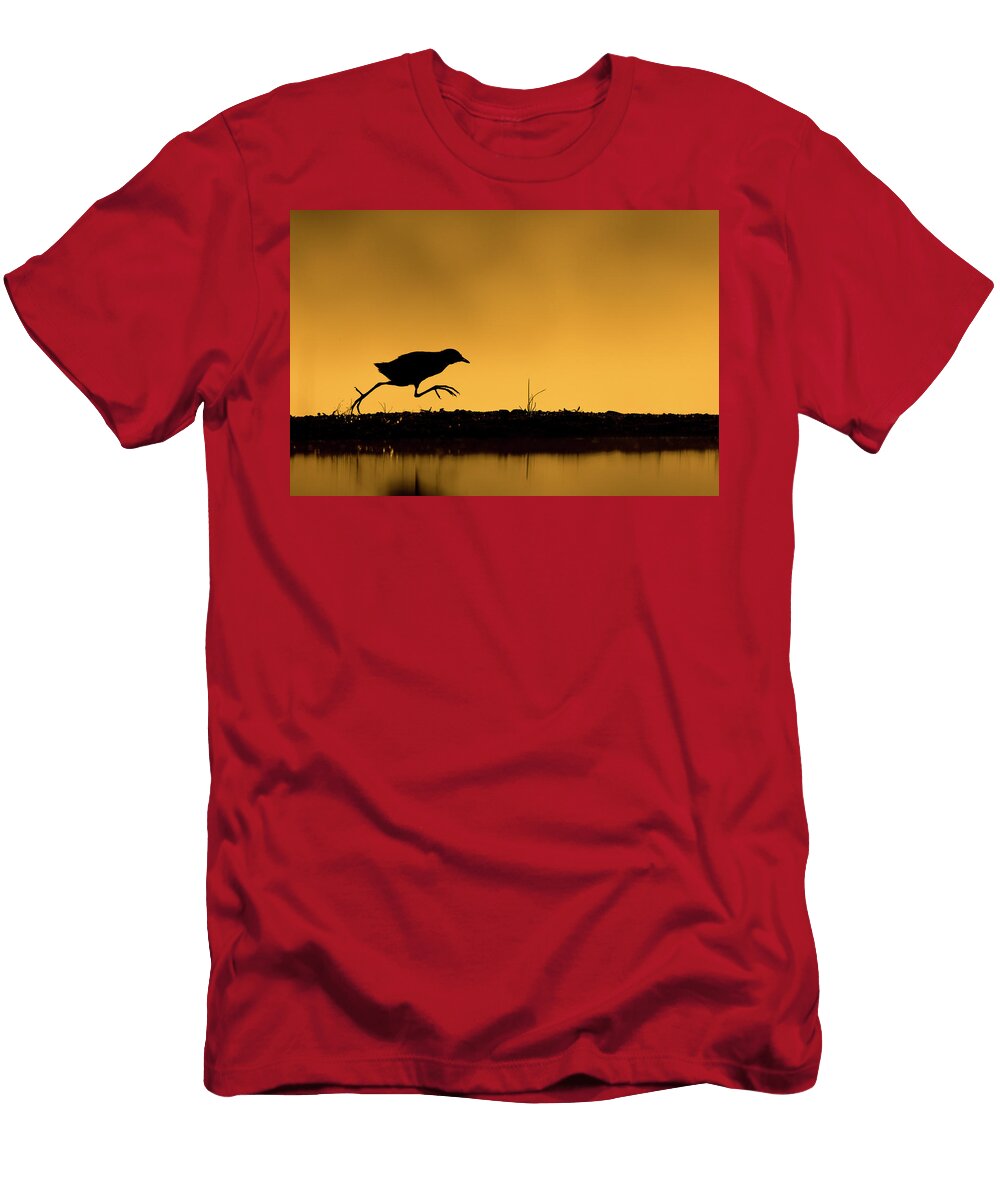 Black Crake Running Along Bank Beside Pool At Sunrise Ann Steve Toon Natureplcom T-Shirt