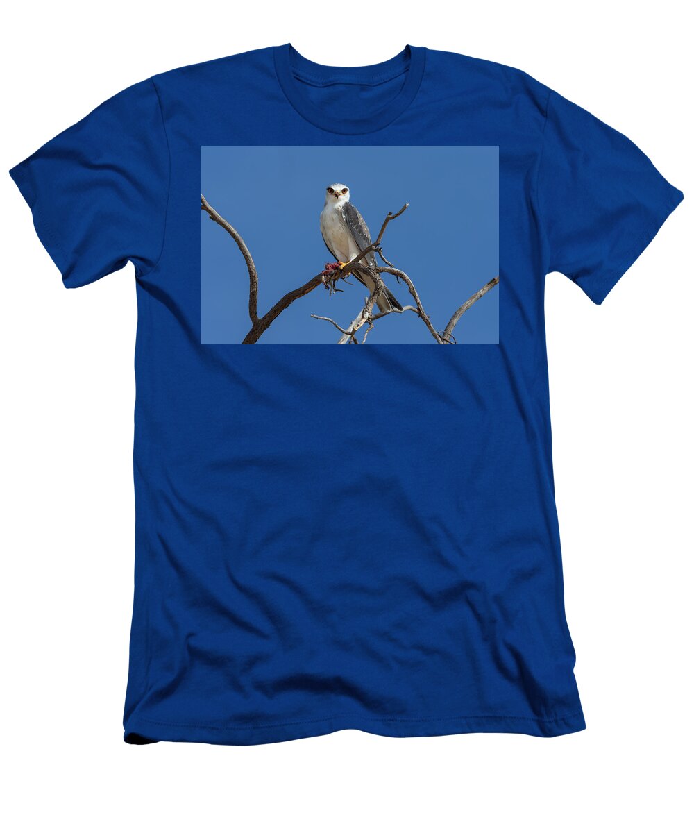Black Shouldered Kite Perched on Banch Feeding on Small Ann Steve Toon Natureplcom T-Shirt