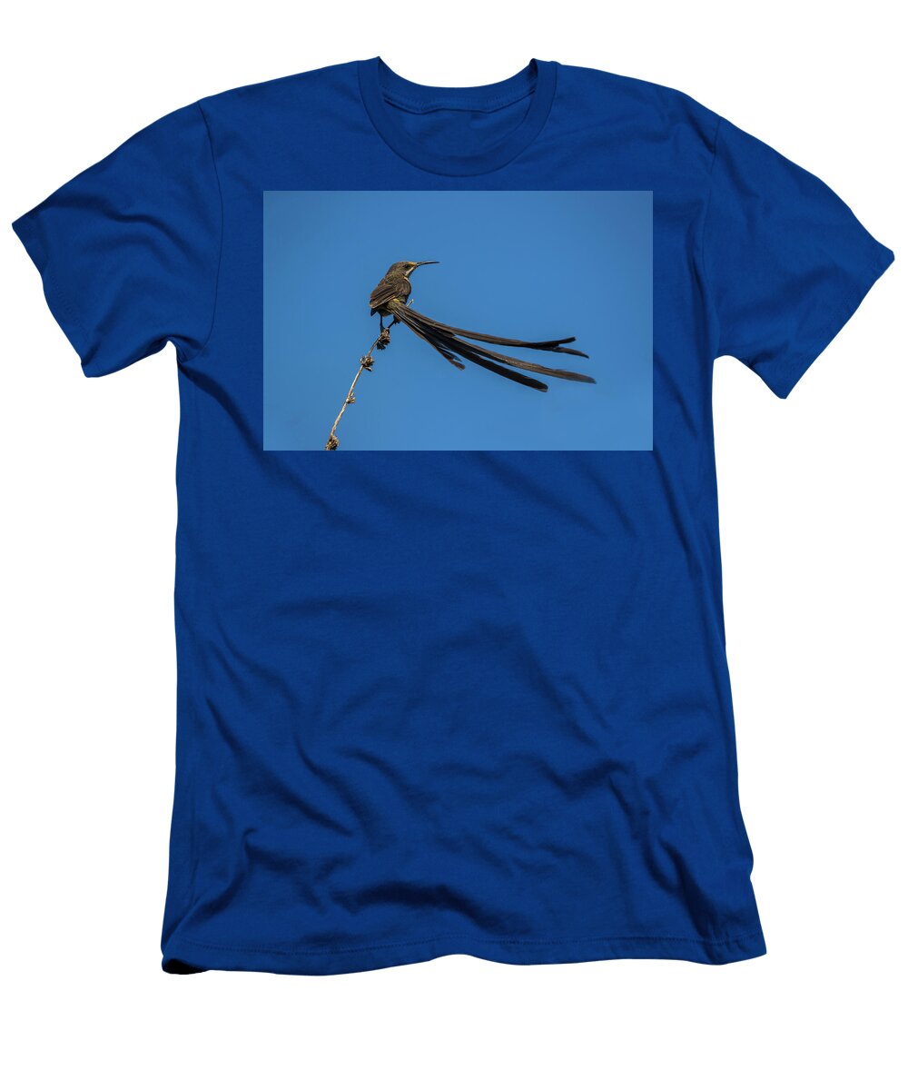 Cape Sugarbird Kirstenbosch National Botanical Garden Ann Steve Toon Natureplcom T-Shirt