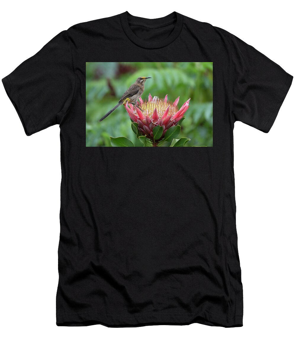Cape Sugarbird on King Protea Kirstenbosch National Ann Steve Toon Natureplcom T-Shirt