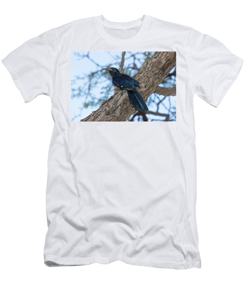 Common Scimitarbill Kgalagadi Transfrontier Park South Ann Steve Toon Natureplcom T-Shirt