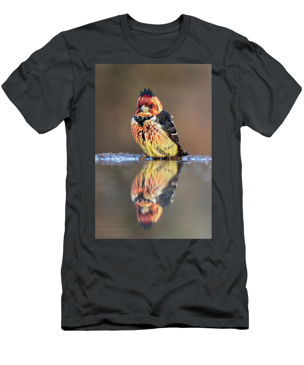 Crested Barbet At Water Zimanga Private Game Reserve Ann Steve Toon Natureplcom T-Shirt