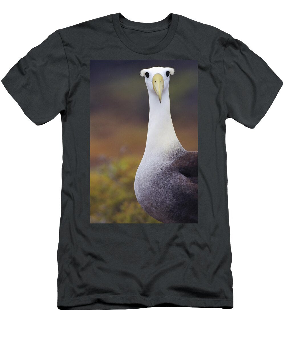 Curious Waved Albatross Tui De Roy T-Shirt