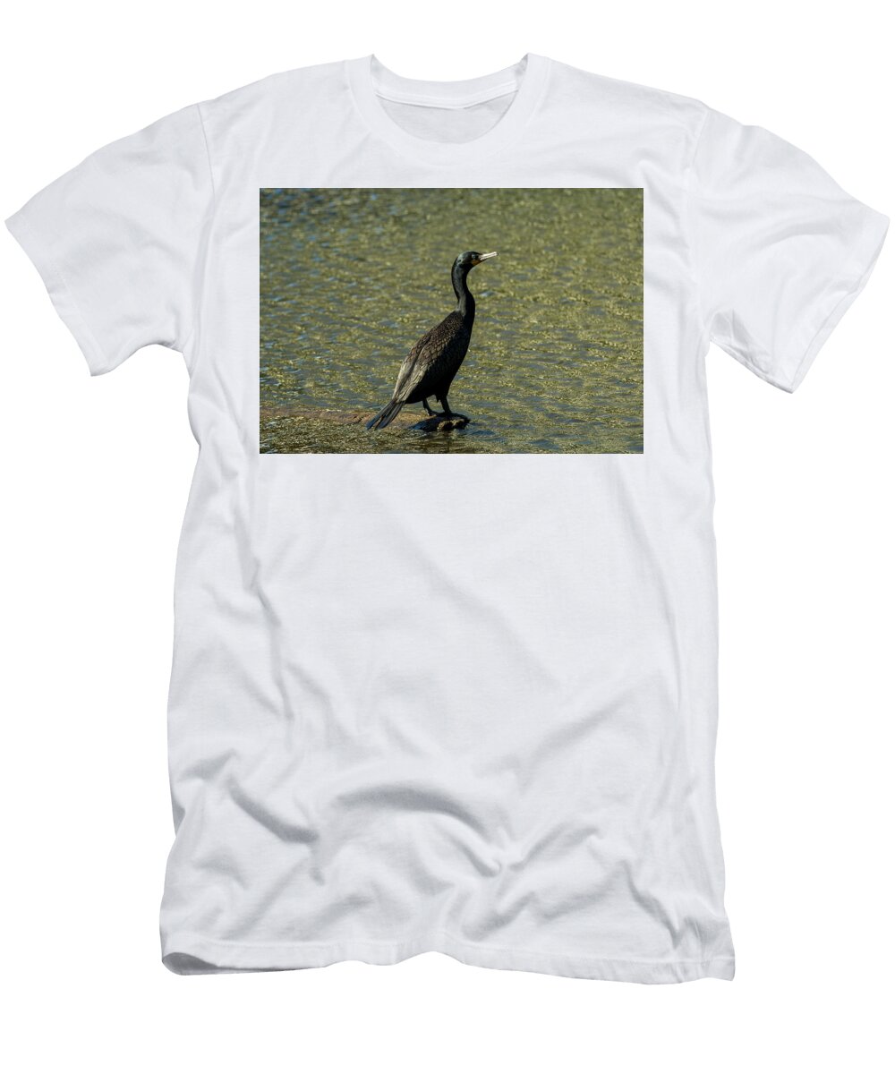 Double Crested Cormorant Lenin Ramachandran T-Shirt