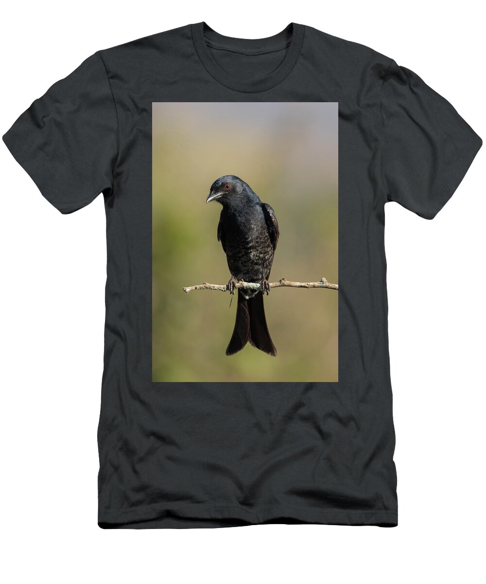 Fork Tailed Drongo Zimanga Private Game Reserve Ann Steve Toon Natureplcom T-Shirt