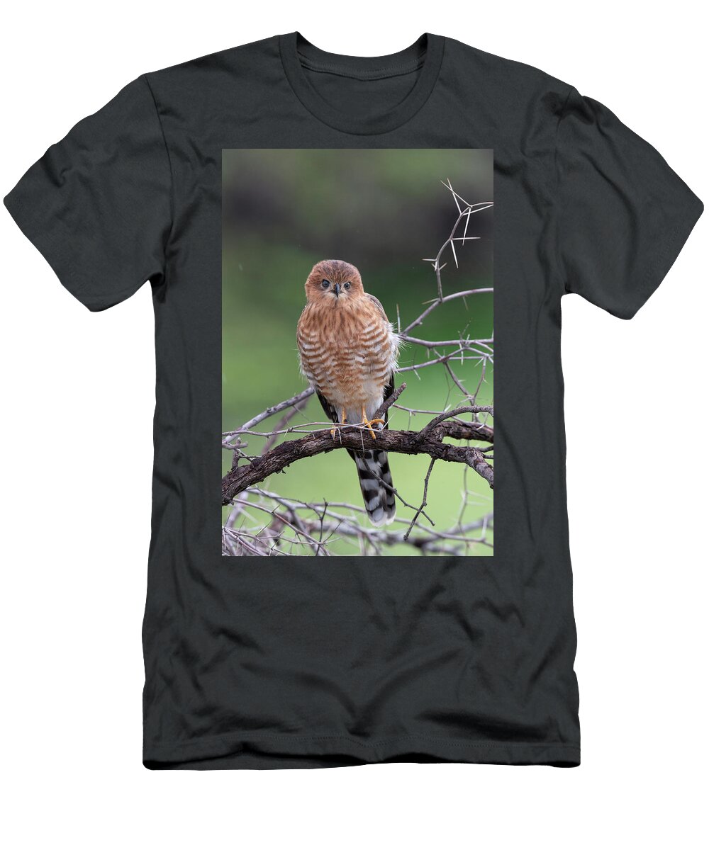 Gabar Goshawk Juvenile Perched on Branch Kgalagadi Ann Steve Toon Natureplcom T-Shirt