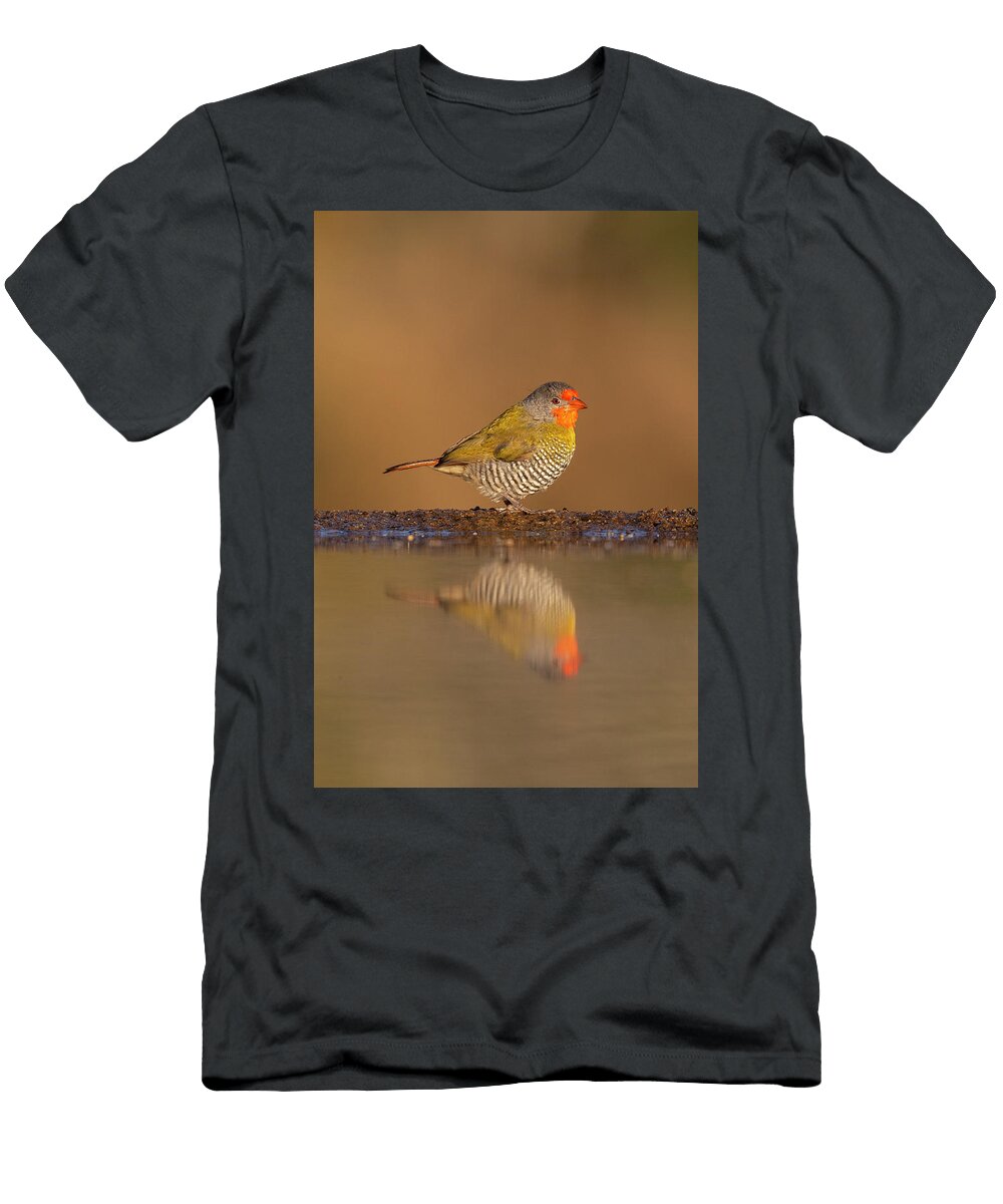 Green Winged Pytilia At Water Zimanga Private Game Ann Steve Toon Natureplcom T-Shirt