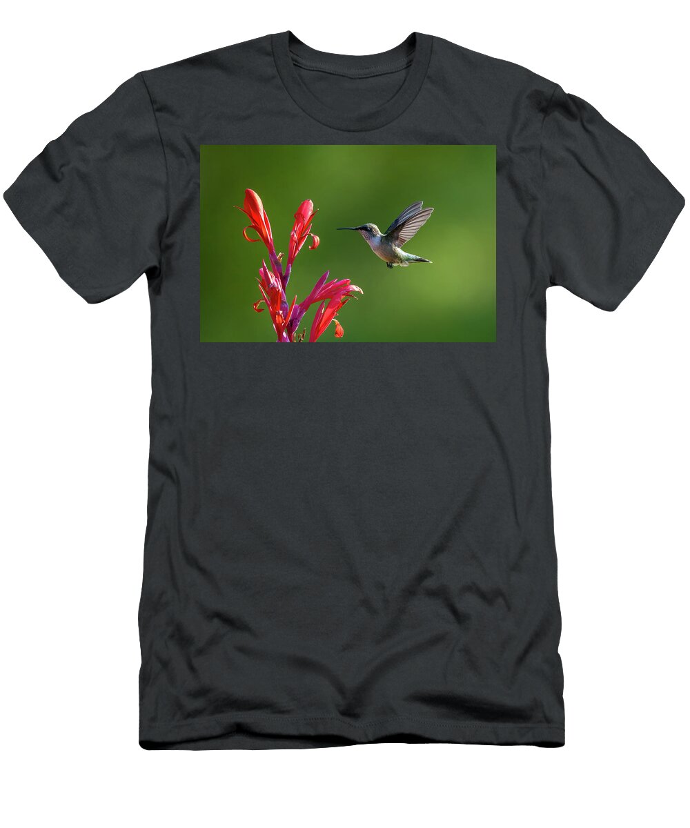 Hummingbird Checking Vibrant Canna Lily Lenin Ramachandran T-Shirt
