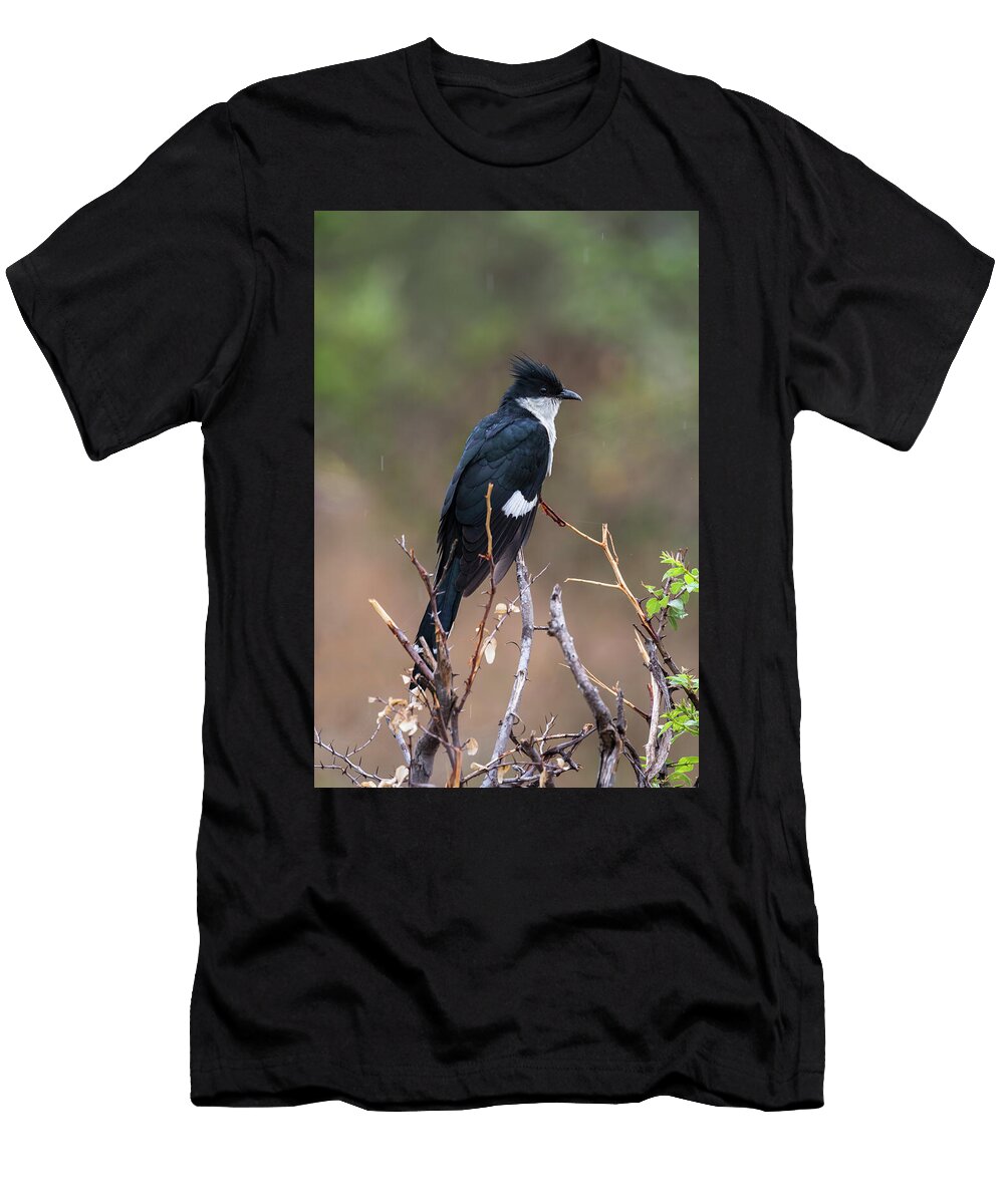 Jacobin Cuckoo Kruger National Park South Africa Ann Steve Toon Natureplcom T-Shirt