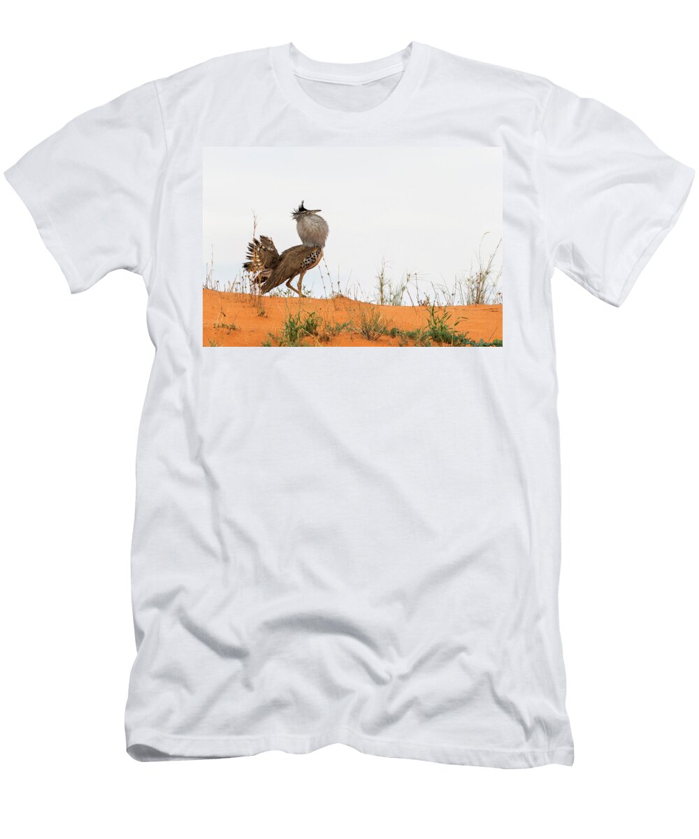 Kori Bustard Displaying Kgalagadi Transfrontier Park Ann Steve Toon Natureplcom T-Shirt