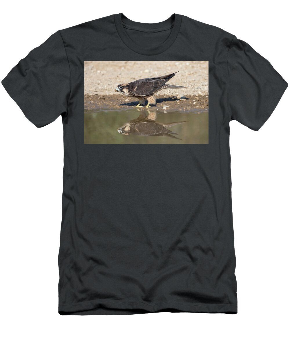 Lanner Falcon Immature At Water Kgalagadi Transfrontier Ann Steve Toon Natureplcom T-Shirt