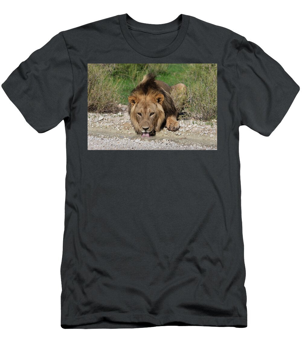 Lion Drinking From Puddle After Rain Kgalagadi Ann Steve Toon Natureplcom T-Shirt