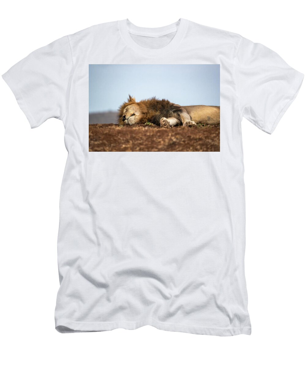 Lion Male Sleeping Zimanga Private Game Reserve Ann Steve Toon Natureplcom T-Shirt