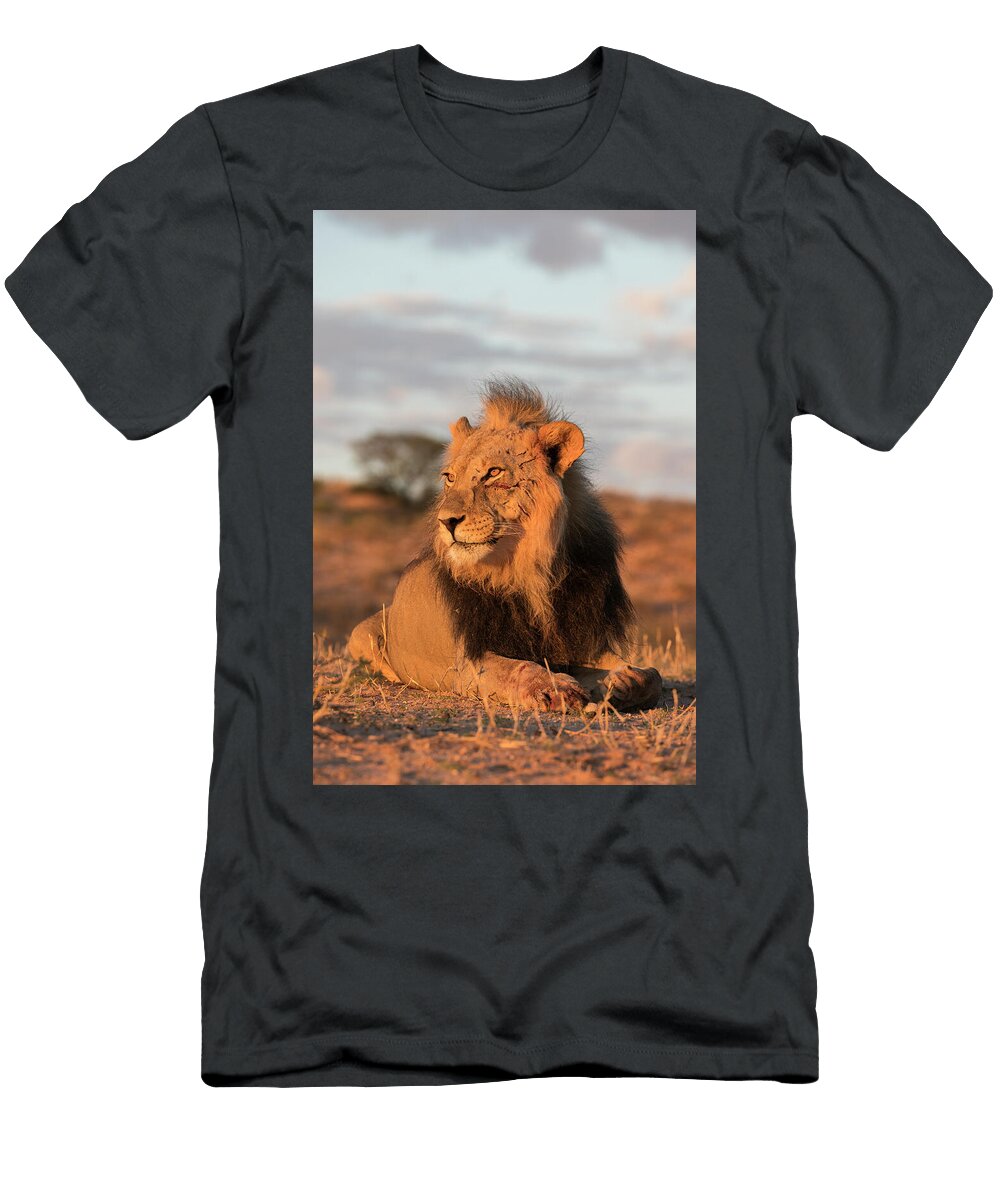 Lion Male with Claw Mark Scars on Face Kgalagadi Ann Steve Toon Natureplcom T-Shirt