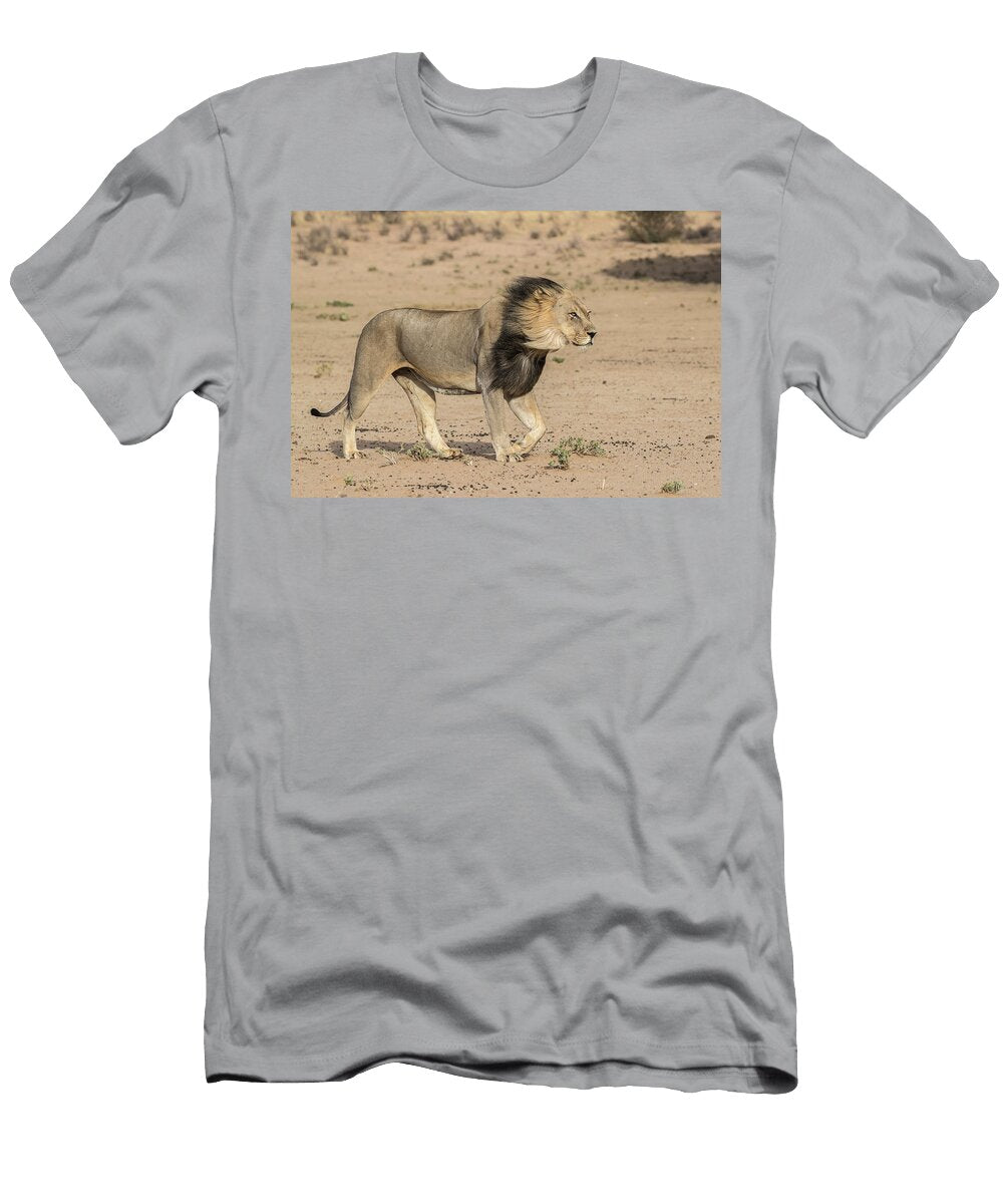 Lion Male with Dark Mane Kgalagadi Transfrontier Park Ann Steve Toon Natureplcom T-Shirt