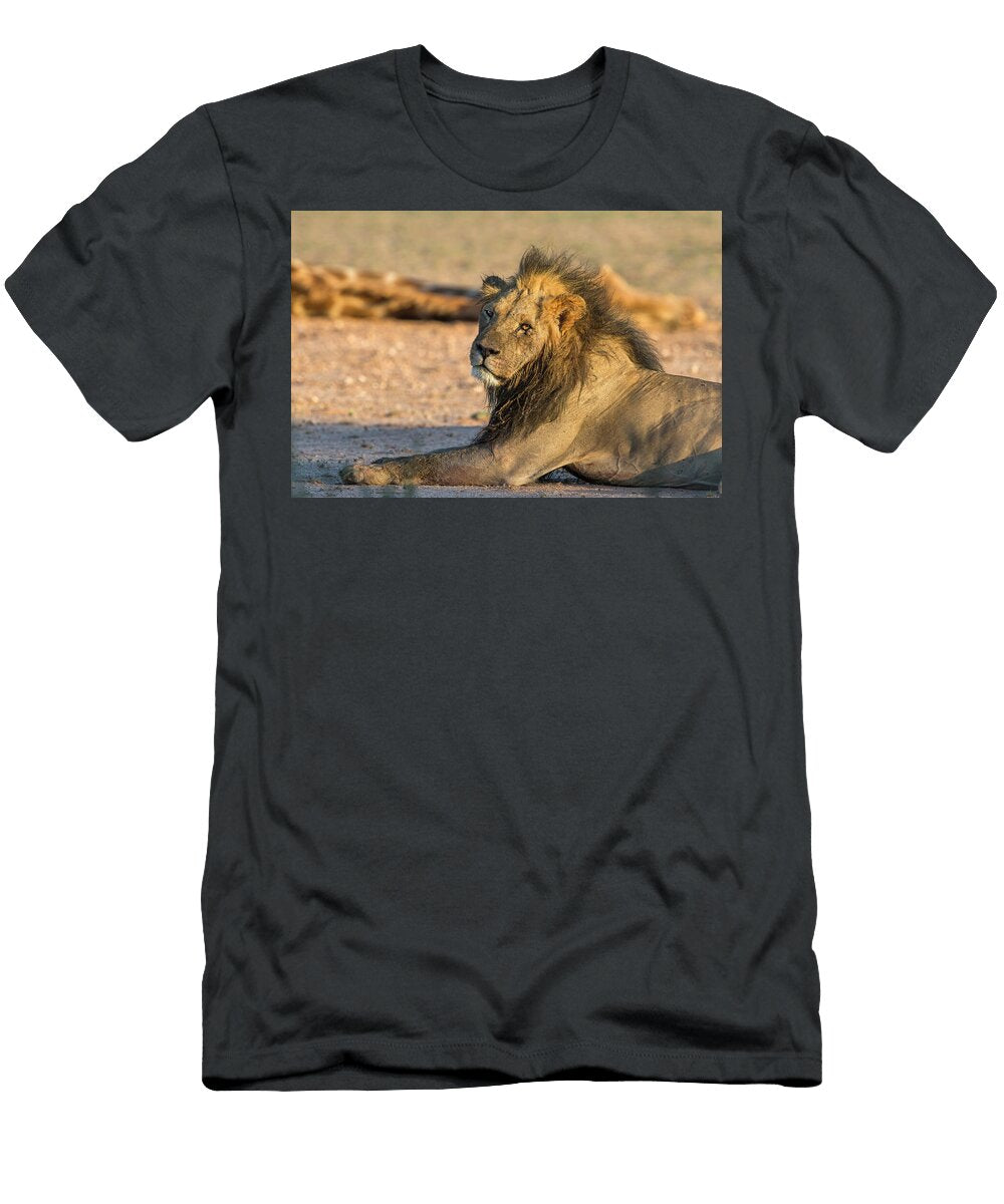 Lion Male with Dead Giraffe Killed in Sparring with Another Ann Steve Toon Natureplcom T-Shirt