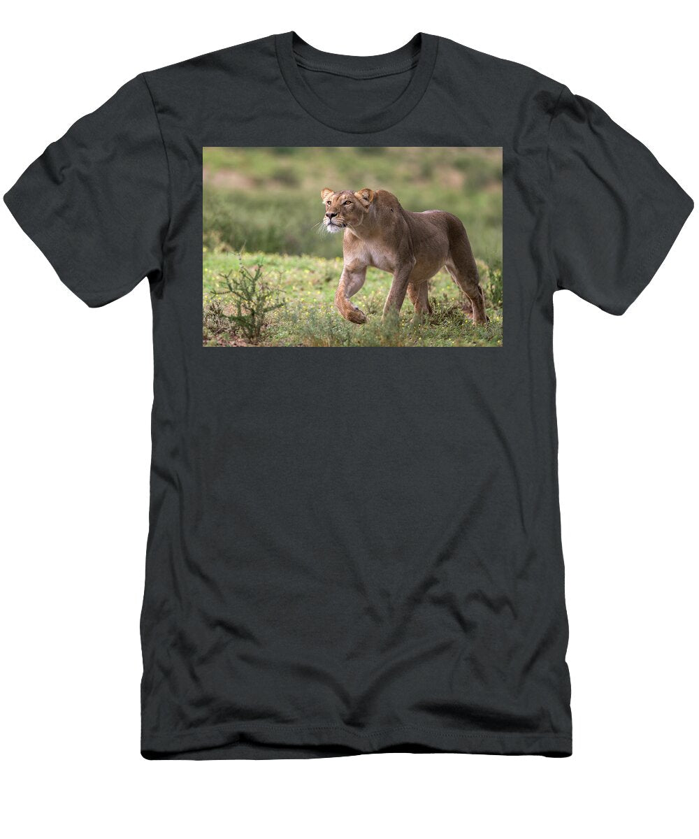 Lion Pregnant Female Stalking Kgalagadi Transfrontier Ann Steve Toon Natureplcom T-Shirt