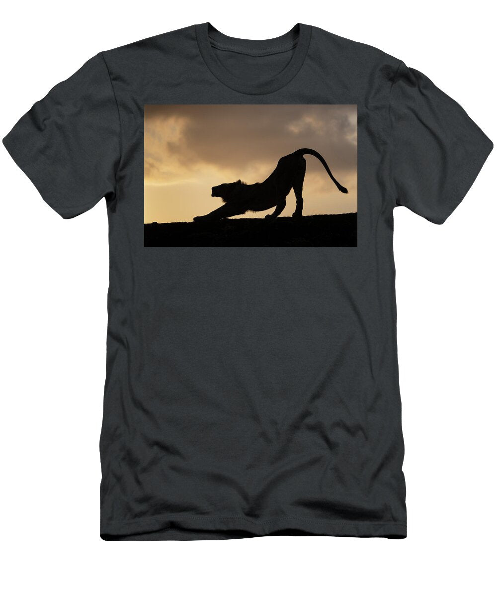 Lion Sub Adult Stretching At Sunset Zimanga Private Game Ann Steve Toon Natureplcom T-Shirt