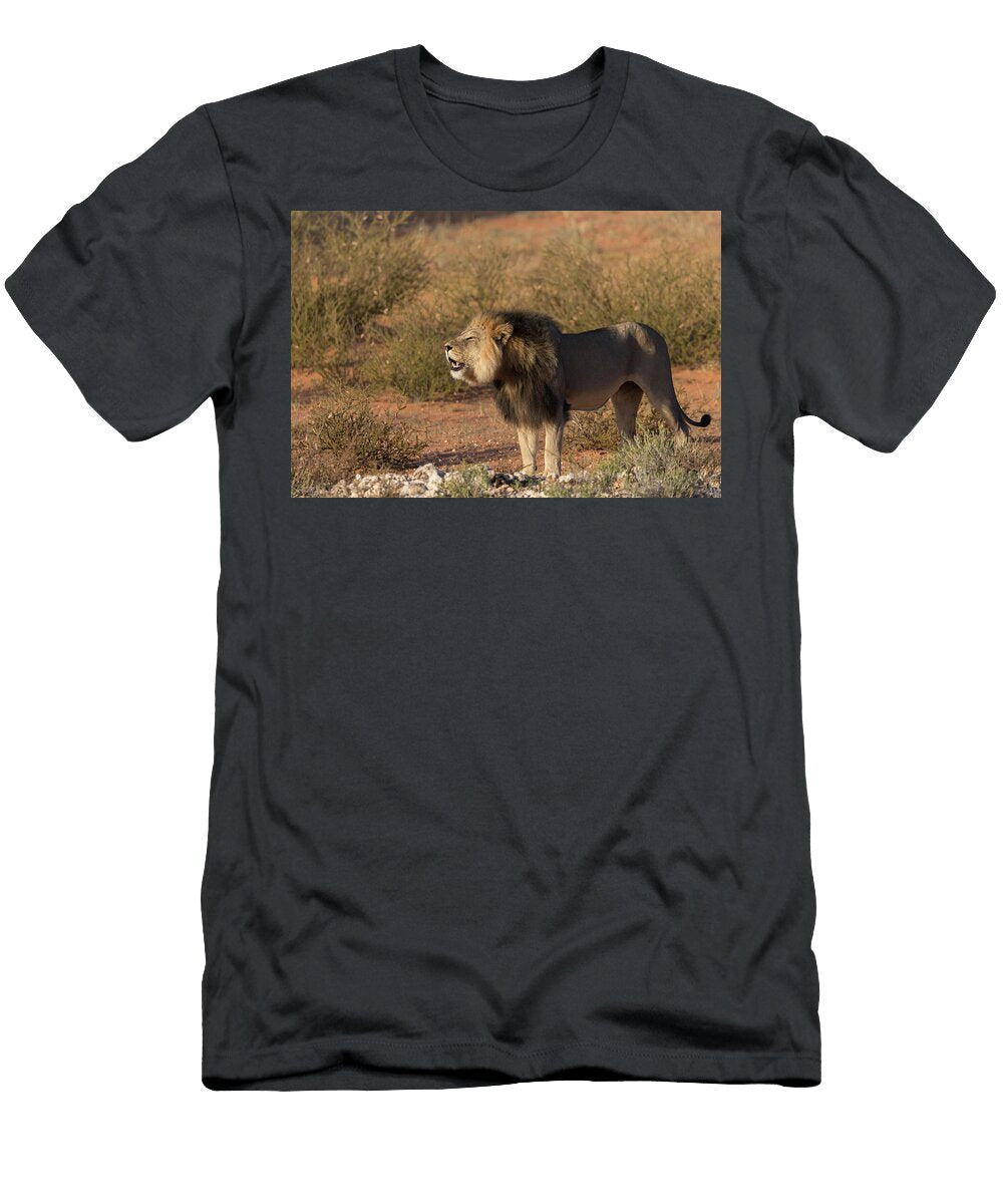 Lion with Dark Mane Contact Calling Kgalagadi Ann Steve Toon Natureplcom T-Shirt