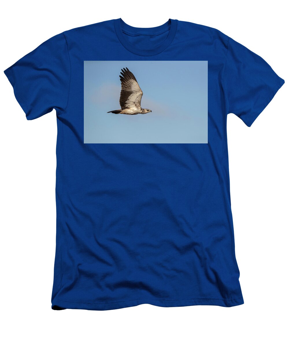 Martial Eagle Juvenile in Flight Zimanga Private Game Ann Steve Toon Natureplcom T-Shirt