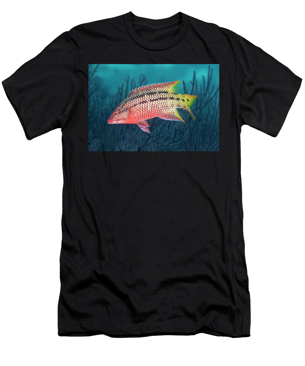 Mexican Hogfish Juvenile San Diego Island Islands of the Claudio Contreras Natureplcom T-Shirt
