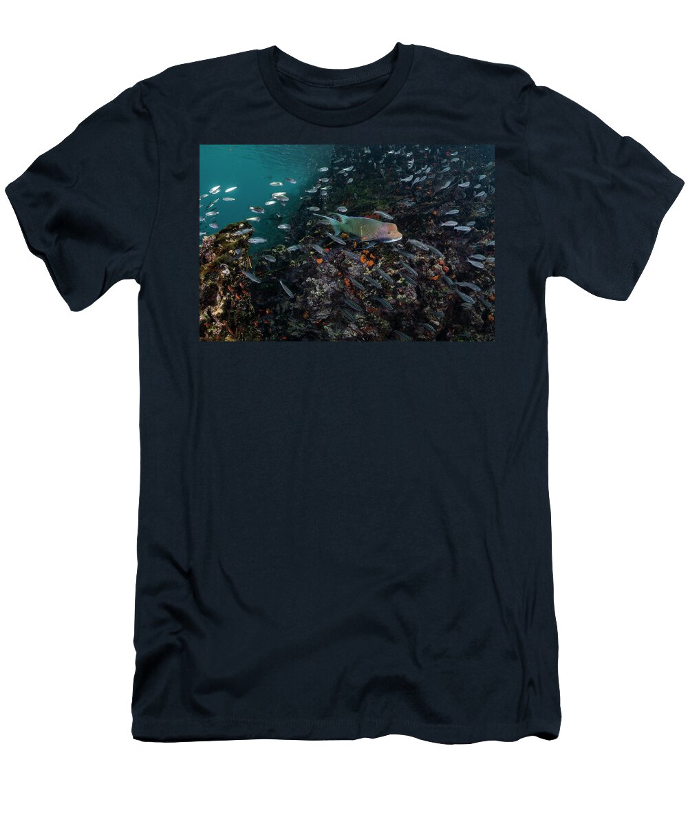 Mexican Hogfish with Black Striped Salema Swimming Over Tui De Roy Natureplcom T-Shirt