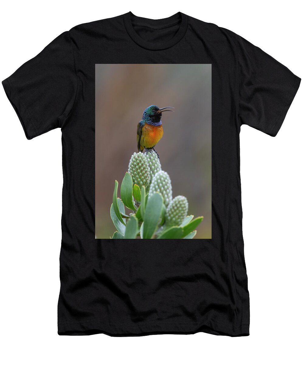 Orange Breasted Sunbird on Flower Kirstenbosch National Ann Steve Toon Natureplcom T-Shirt