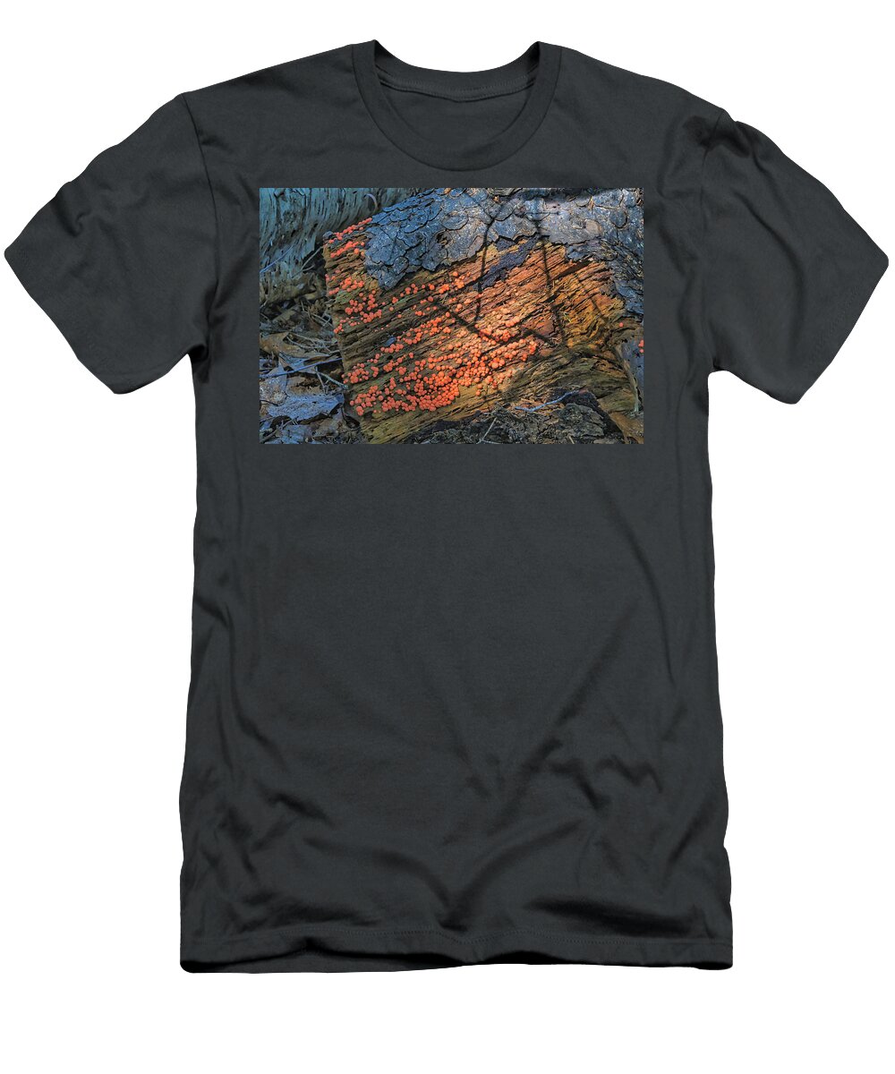 Orange Bubbly Alfred May T-Shirt