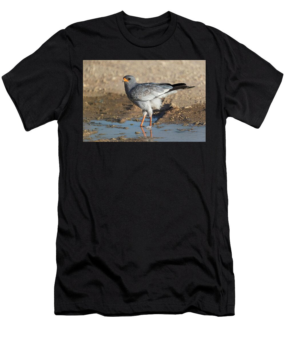 Pale Chanting Goshawk At Water Kgalagadi Transfrontier Ann Steve Toon Natureplcom T-Shirt