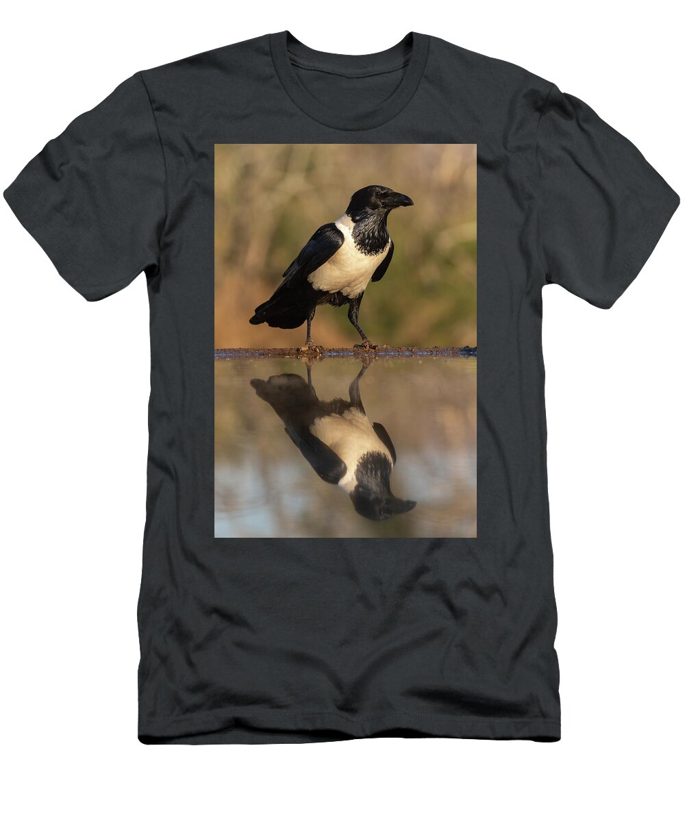 Pied Crow At Water Zimanga Private Game Reserve Ann Steve Toon Natureplcom T-Shirt