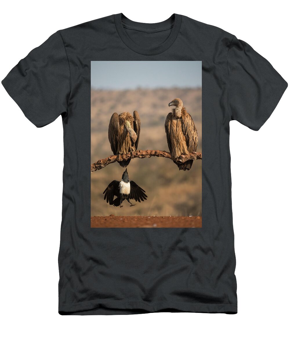 Pied Crow Pulling Tail Feather of Whitebacked Vulture Ann Steve Toon Natureplcom T-Shirt