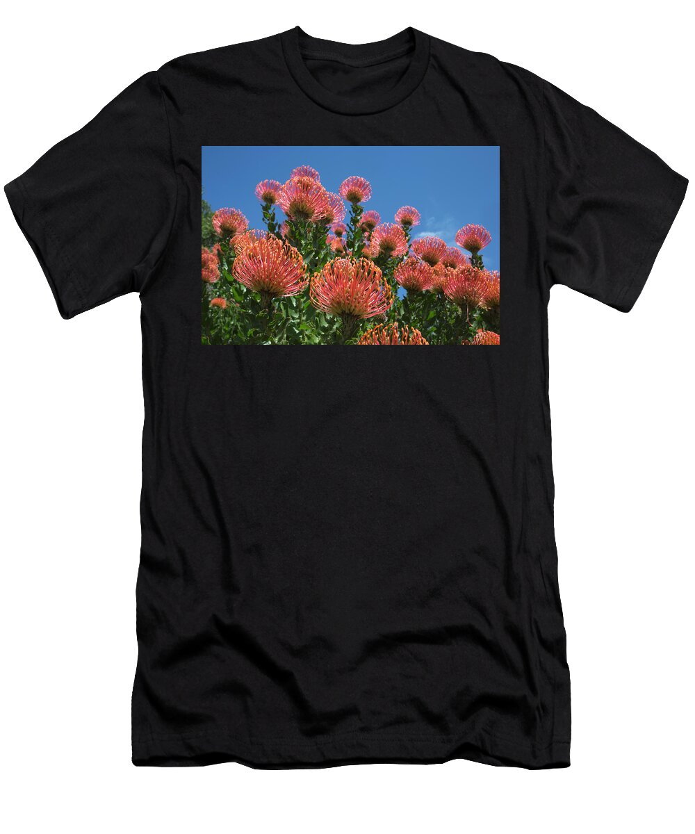 Pincushion Protea Kirstenbosch Botanical Gardens Cape Ann Steve Toon Natureplcom T-Shirt