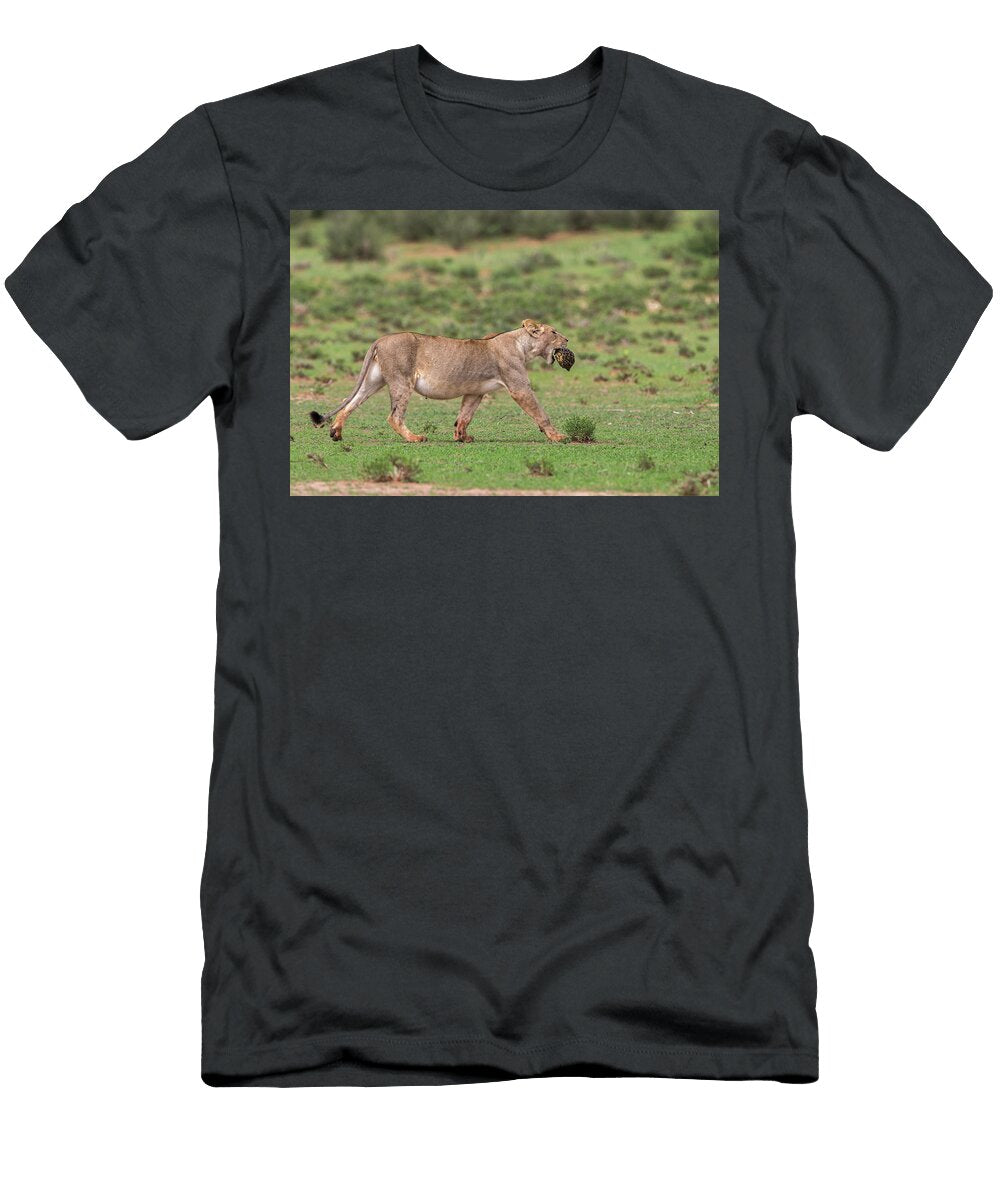 Pregnant Lioness Carrying Leopard Tortoise Kgalagadi Ann Steve Toon Natureplcom T-Shirt