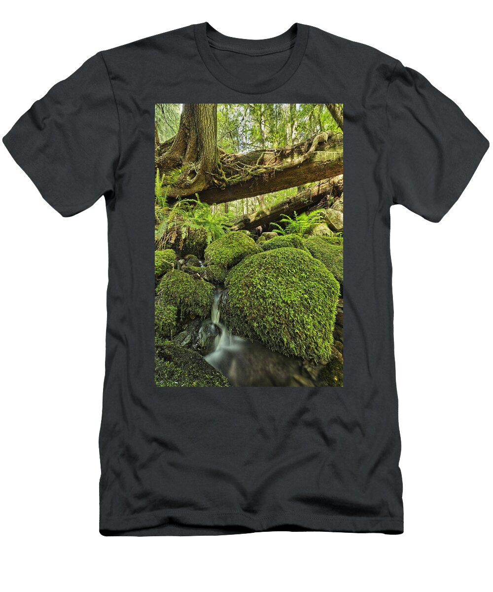 Rainforest in Avatar Grove Near Tofino Robert Postma T-Shirt