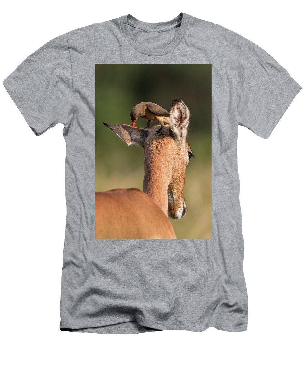 Redbilled Oxpecker on Impala Imfolozi Game Reserve Ann Steve Toon Natureplcom T-Shirt