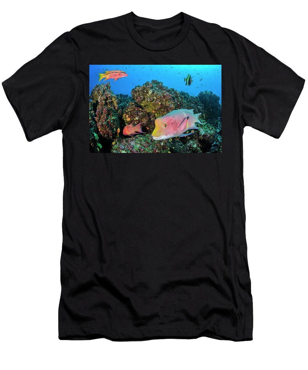 Reef Fish Including Mexican Hogfish and Moorish Idol Alex Mustard Natureplcom T-Shirt