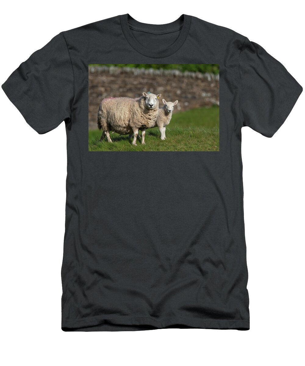 Sheep with Lamb Northumberland National Park UK Ann Steve Toon Natureplcom T-Shirt