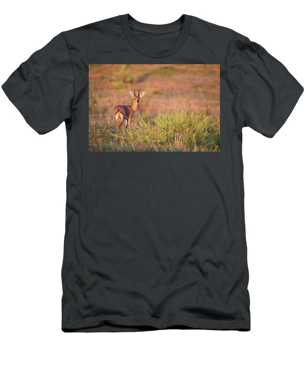 Steenbok Male Kgalagadi Trsnafrontier Park South Ann Steve Toon Natureplcom T-Shirt