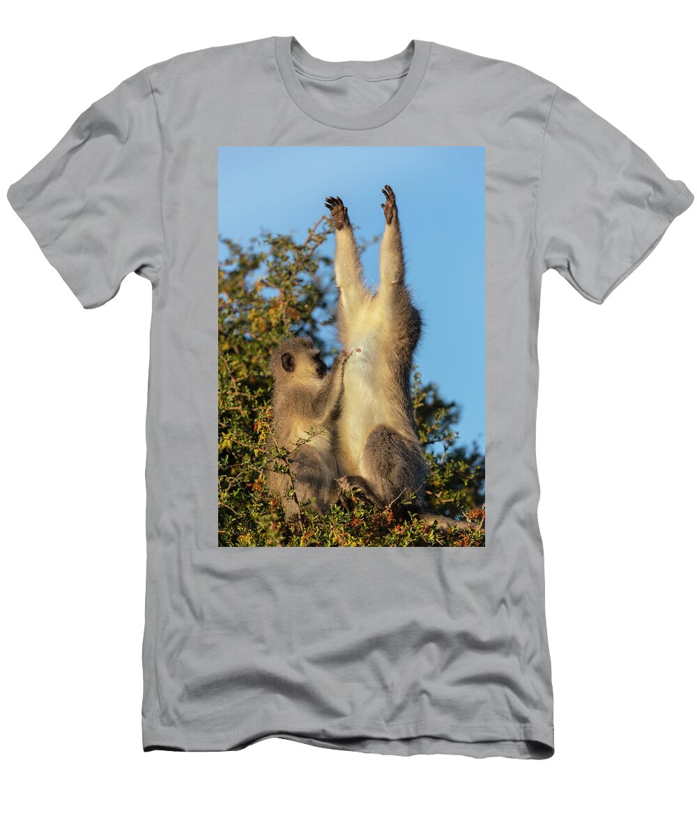 Two Vervet Monkeys Sitting in Tree Allogrooming Mountain Ann Steve Toon Natureplcom T-Shirt