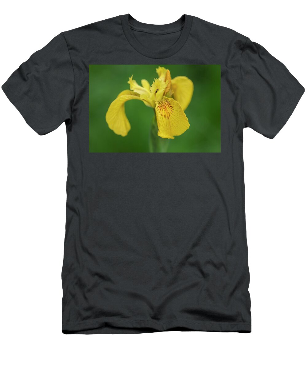 Yellow Flag Iris Northumberland National Park UK Ann Steve Toon Natureplcom T-Shirt